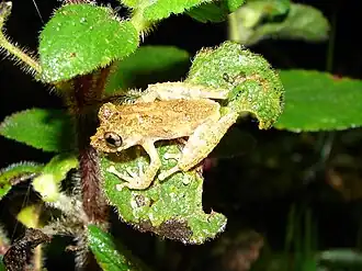 Description de l'image Scinax carnevallii01.jpeg.