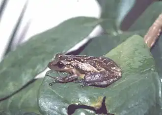 Description de l'image Scinax crospedospilus.jpg.
