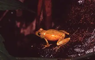 Description de l'image Scinax cruentommus.jpg.