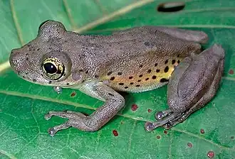 Description de l'image Scinax iquitorum.jpg.