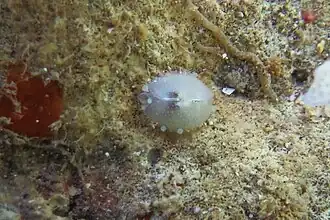 Scintilla sp.