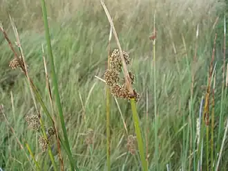 Description de l'image Scirpus holoschoenus 1.JPG.
