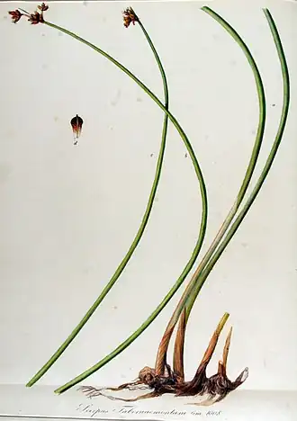 Description de l'image Scirpus tabernaemontani — Flora Batava — Volume v13.jpg.