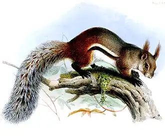 Description de l'image SciurusMacrotisWolf.jpg.