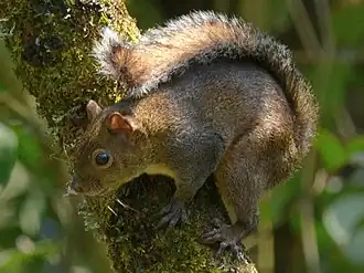 Description de l'image Sciurus deppei.jpg.