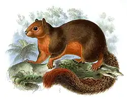 Planche zoologique de 1878