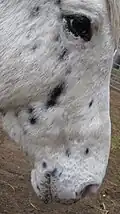 Moucheté .