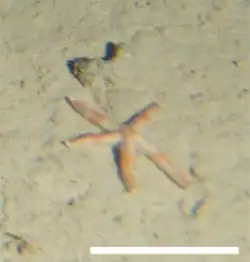 Sclerasterias neglecta