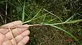 rameau de Scleria secans