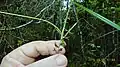 Inflorescence de Scleria secans