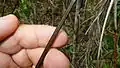 Tige coupante de Scleria secans