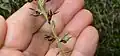 Jeune akène de Scleria secans
