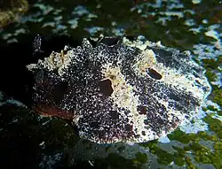 Sclerodoris tuberculata.
