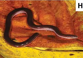 Description de l'image Scolecomorphus kirkii (cropped).jpg.
