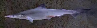 Scoliodon macrorhynchos