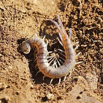 Description de l'image Scolopendra1.jpg.