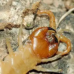 Gros plan sur les forcipules (1re&nbsp;paire de pattes transformées).