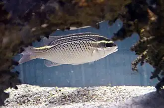 Scolopsis ghanam