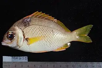 Scolopsis vosmeri