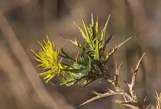 Fleur à Clermont-l'Hérault.