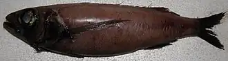 Description de l'image Scombrolabrax heterolepis India.jpg.