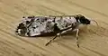 Scoparia niphetodes
