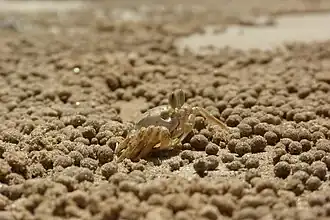 Scopimera inflata