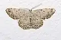 Scopula (Ustocidalia) marginepunctata  (Goeze, 1781)