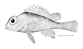 Description de l'image Scorpaena_agassizii.jpg.