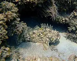 Scorpaena porcus
