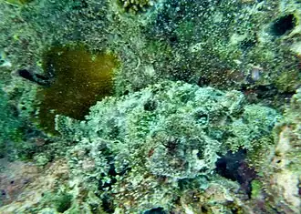 Un poisson-scorpion à houppe (Scorpaenopsis oxycephala)