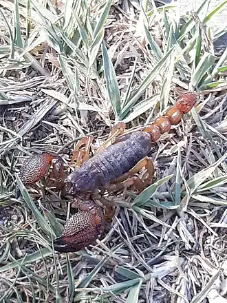 Description de l'image Scorpio maurus 244105921.jpg.
