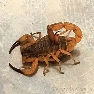 Description de l'image Scorpiones Moreira.jpg.