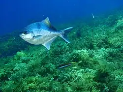 Scorpis aequipinnis