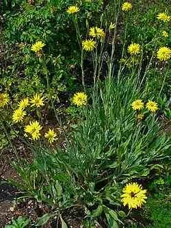 Salsifis noir(scorzonera hispanica)