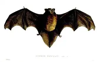 Description de l'image ScotophilusTuberculatusFord.jpg.