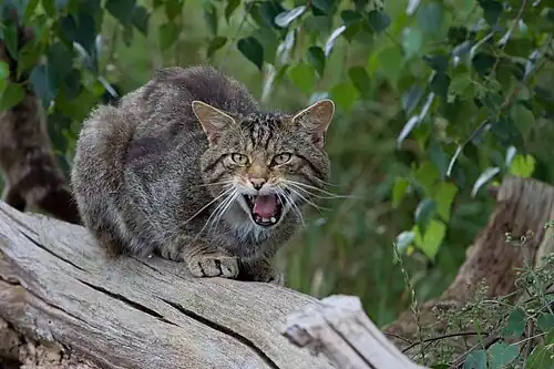 Chat sauvage.