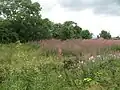 Friche agricole en Angleterre