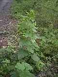 Scrophularia vernalis