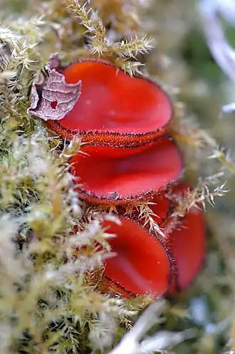 image d'un chapeau cupuliforme