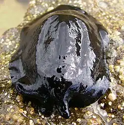 Scutus breviculus