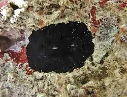 Scutus unguis
