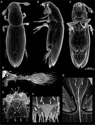 Description de l'image Scydosella musawasensis.jpg.