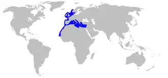 Description de l'image Scyliorhinus canicula distmap.png.