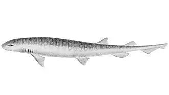 Description de l'image Scyliorhinus capensis The fishes of India (Plate CXC) (6924476840).jpg.