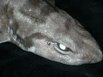 Scyliorhinus meadi