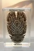 Spécimen de Scyllarides latus ou cigale de mer.