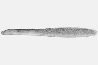 Description de l'image Scytalina cerdale.gif.