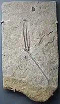 Scytalocrinus sp.