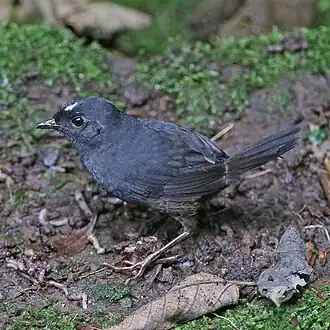 Description de l'image Scytalopus atratus 168095436 (cropped).jpg.